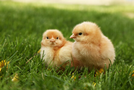 Ep. 139 Preparing for Chicks Image